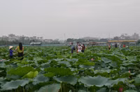 Bảng lảng sương mai, sen Hồ Tây e ấp ảnh 6