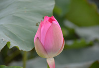 Bảng lảng sương mai, sen Hồ Tây e ấp ảnh 21