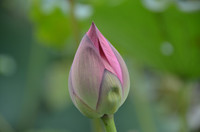 Bảng lảng sương mai, sen Hồ Tây e ấp ảnh 8