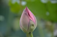 Bảng lảng sương mai, sen Hồ Tây e ấp ảnh 8