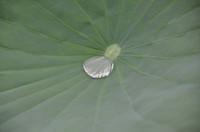 Bảng lảng sương mai, sen Hồ Tây e ấp ảnh 13