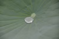 Bảng lảng sương mai, sen Hồ Tây e ấp ảnh 13