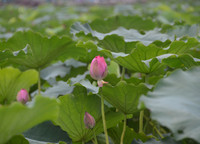 Bảng lảng sương mai, sen Hồ Tây e ấp ảnh 18