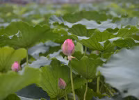 Bảng lảng sương mai, sen Hồ Tây e ấp ảnh 18