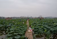 Bảng lảng sương mai, sen Hồ Tây e ấp ảnh 5