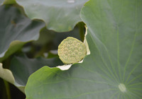 Bảng lảng sương mai, sen Hồ Tây e ấp ảnh 10