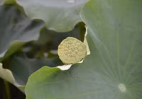 Bảng lảng sương mai, sen Hồ Tây e ấp ảnh 10