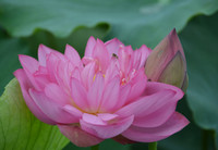 Bảng lảng sương mai, sen Hồ Tây e ấp ảnh 22