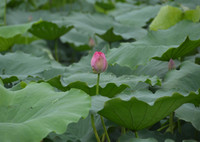 Bảng lảng sương mai, sen Hồ Tây e ấp ảnh 19