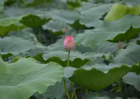 Bảng lảng sương mai, sen Hồ Tây e ấp ảnh 19