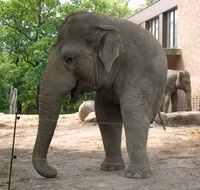 31 dong vat khong co tren trai dat hinh anh 1