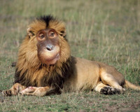 31 dong vat khong co tren trai dat hinh anh 5