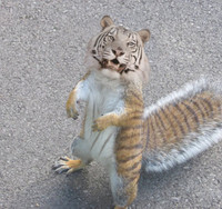 31 dong vat khong co tren trai dat hinh anh 2