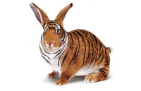 31 dong vat khong co tren trai dat hinh anh 4