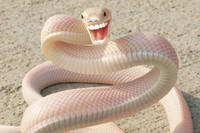 31 dong vat khong co tren trai dat hinh anh 3