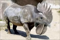 31 dong vat khong co tren trai dat hinh anh 7