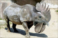 31 dong vat khong co tren trai dat hinh anh 7