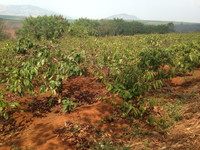 Gia Lai: Dân khát, cây trồng khô héo, thủy điện thiếu nước ảnh 2