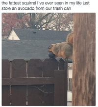 18 khoảnh khắc khi động vật hồn nhiên như cô tiên - Ảnh 10.