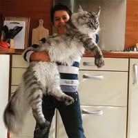 Mục sở thị loài mèo siêu lớn ai cũng muốn sở hữu ảnh 17