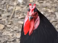 la lung ga trui long, duoi dai 6m, de trung xanh - 5