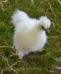 giống gà, kỳ lạ, nhất thế giới