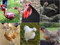 la lung ga trui long, duoi dai 6m, de trung xanh - 1