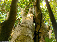 Loài cây chuyên dùng hạt để bẫy chim để ăn thịt ảnh 3 Loài cây chuyên dùng hạt để bẫy chim để ăn thịt ảnh 3