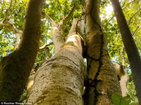 Loài cây chuyên dùng hạt để bẫy chim để ăn thịt ảnh 3