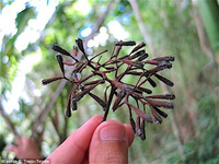 Loài cây chuyên dùng hạt để bẫy chim để ăn thịt ảnh 1 Loài cây chuyên dùng hạt để bẫy chim để ăn thịt ảnh 1