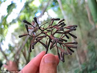 Loài cây chuyên dùng hạt để bẫy chim để ăn thịt ảnh 1