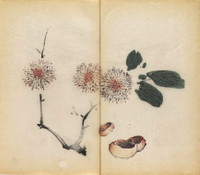 Giải mã bí ẩn cuốn sách màu cổ nhất thế giới - ảnh 5