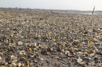 Ngao chết hàng loạt, dân nuôi trắng tay ảnh 1