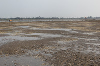 Ngao chết hàng loạt, dân nuôi trắng tay ảnh 2