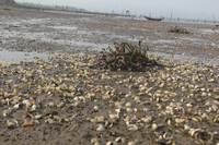 Ngao chết hàng loạt, dân nuôi trắng tay ảnh 5