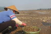 Ngao chết hàng loạt, dân nuôi trắng tay ảnh 4