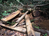 Kon Tum: “Xẻ thịt” rừng phòng hộ ảnh 3