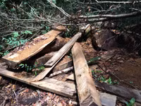 Kon Tum: “Xẻ thịt” rừng phòng hộ ảnh 3 Kon Tum: “Xẻ thịt” rừng phòng hộ ảnh 3