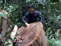 Kon Tum: “Xẻ thịt” rừng phòng hộ ảnh 2 Kon Tum: “Xẻ thịt” rừng phòng hộ ảnh 2