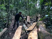 Kon Tum: “Xẻ thịt” rừng phòng hộ ảnh 5 Kon Tum: “Xẻ thịt” rừng phòng hộ ảnh 5