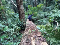 Kon Tum: “Xẻ thịt” rừng phòng hộ ảnh 4 Kon Tum: “Xẻ thịt” rừng phòng hộ ảnh 4