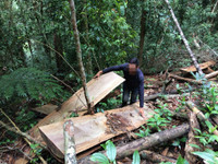 Kon Tum: “Xẻ thịt” rừng phòng hộ ảnh 1