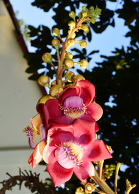 Độc đáo hoa và trái cây Sala ảnh 3