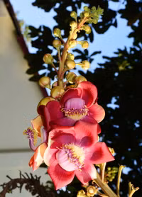 Độc đáo hoa và trái cây Sala ảnh 3