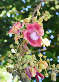 Độc đáo hoa và trái cây Sala ảnh 1