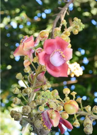 Độc đáo hoa và trái cây Sala ảnh 1