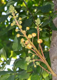 Độc đáo hoa và trái cây Sala ảnh 4