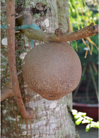 Độc đáo hoa và trái cây Sala ảnh 5