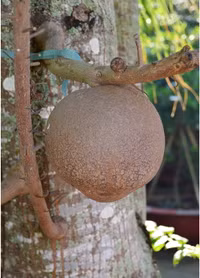 Độc đáo hoa và trái cây Sala ảnh 5