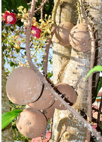 Độc đáo hoa và trái cây Sala ảnh 7